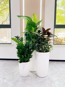 海曙植物出租价格实惠><div class=